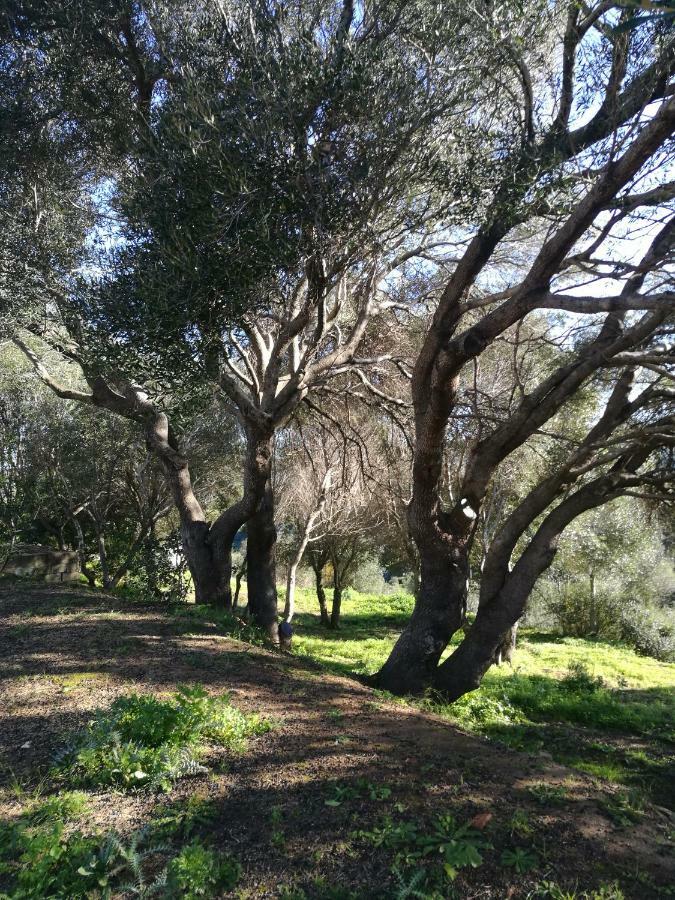 Appartamento L'Albero Magico Nella Campagna Gallurese Santa Teresa Gallura Zewnętrze zdjęcie